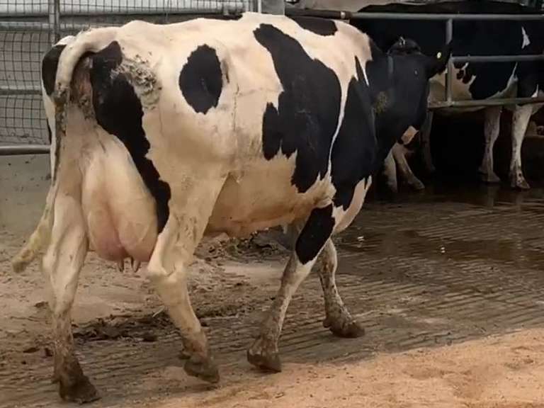 Fresh 2-21-21  Milk 92 3.9%F 3.2%P 23 SCC (K) Lact 3 Due 2-22 To INFOCUS 305me 28812  Sire 29HO14311  Mgs 529HO11255 | 3 3 3 3 2 14 Y |