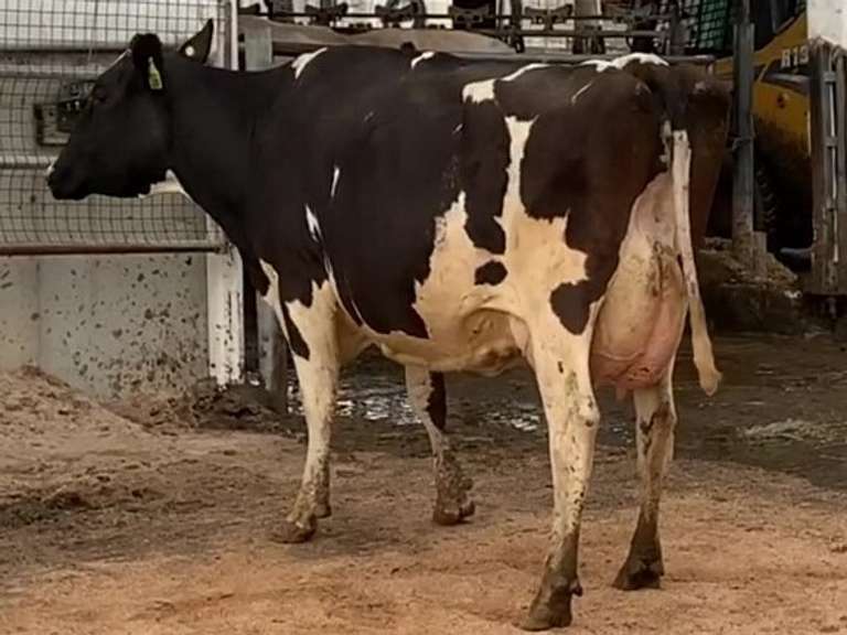 6 Serviced 3rd Lact | Group Avg 100# Milk 40K SCC | Fresh in March/April | Top Cow 114# | #171 Bred 9-29 | 115 149 151 171 188 193