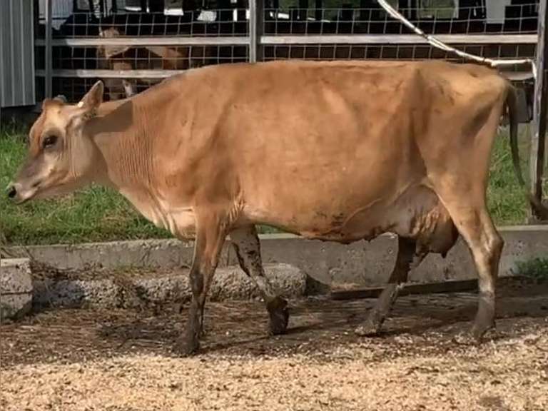 Dry & Dry Treated Due 9-15  Coming 4th Calf | 3 3 3 4 2 10 |