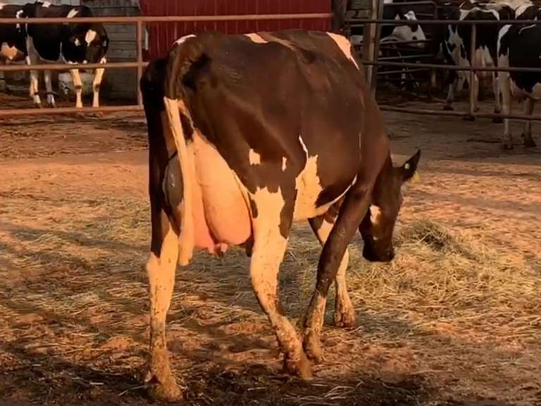 Fresh 5-29-21  Milk 102 2.8%F 3%P 54 SCC (K) Lact 2     305me 31572  Sire 29HO17518  Mgs 29HO14828 | 4 3 3 4 2 12 Y | 4 STAR Udder