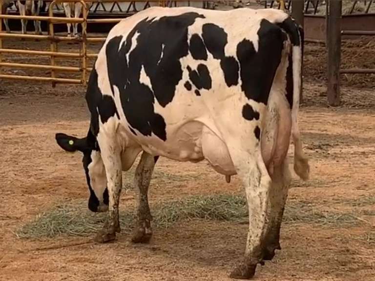 Fresh 2-17-21  Milk 74 4.5%F 3.5%P 19 SCC (K) Lact 2 Due 5-4 To 29HO19369 305me 27338  Sire 29HO16714  Mgs 529HO14567 | 3 4 4 3 3 13  | Long  Teats