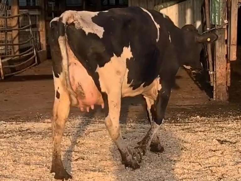 UPDATE: Due 4-9 | Fresh 5-6 Mkg 54# 2.9 2.7 SCC-13K 1st Lact Bred 7-2 | 3 3 3 3 2 12|