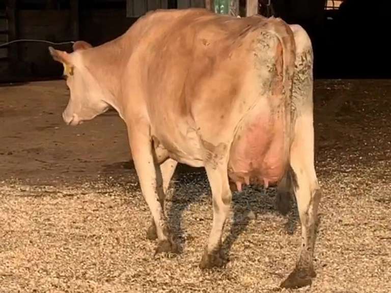 UPDATE Due 4-21 | Fresh 10-11 Mkg 43# 5.8 4 SCC-81K 2nd Lact Bred 7-14 | 3 3 3 4 3 12|