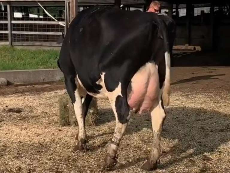 Dry & Dry Treated Due 10-23  Coming 4th Calf | 4 3 3 4 4 15 | 4 STAR