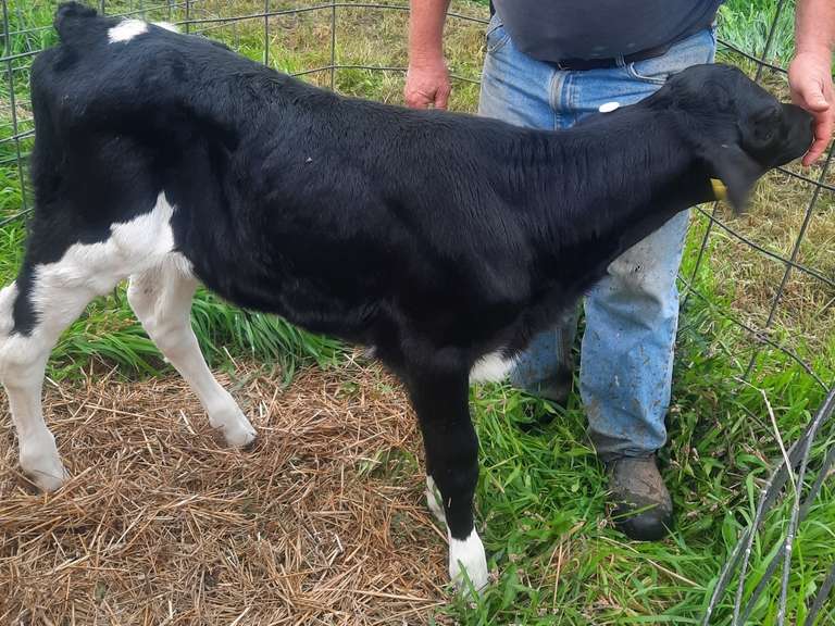ET #2668 | Heifer Calf Born 9-7-21 S: Phantom D: #2369