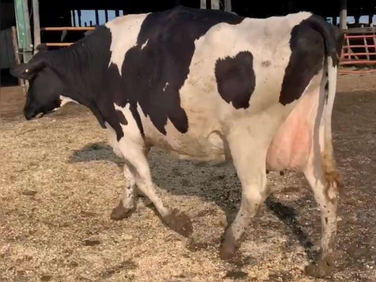 Dry & Dry Treated Due 9-27  Coming 5th Calf | 3 3 3 5 2  16 |