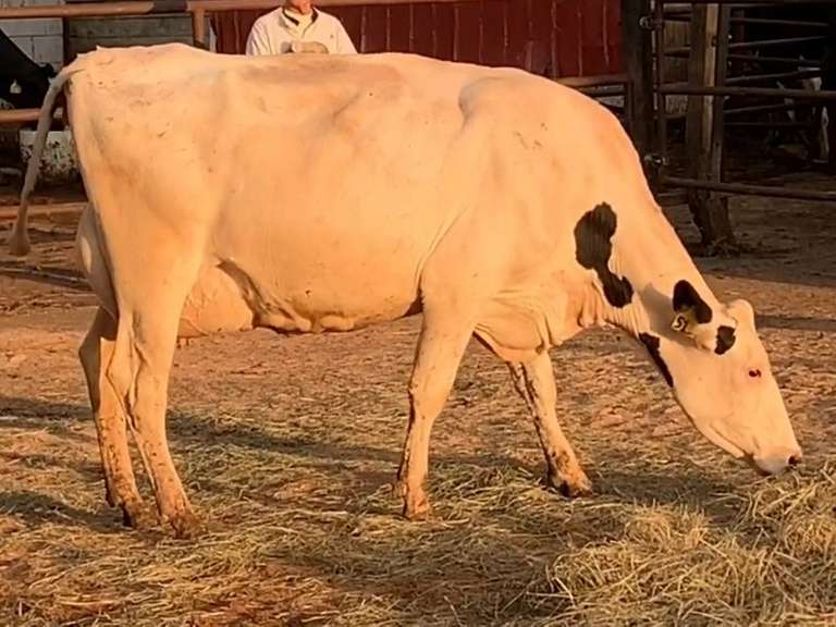 Fresh 3-24-21  Milk 98 4.9%F 3.2%P 132 SCC (K) Lact 1 Due 5-1 To 29HO19426 305me 31706  Sire 29HO17740  Mgs 529HO14768 | 4 3 4 3 3 12  | 4 STAR Udder-Slight Rev Tlt