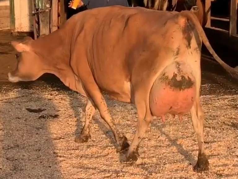 UPDATE Bred 9-9 7J1769 | Fresh 7-17 Mkg 79# 3.6 3.1 SCC-76 3rd Lact  | 4 4 4 3 2 10 Y | Wide Teats