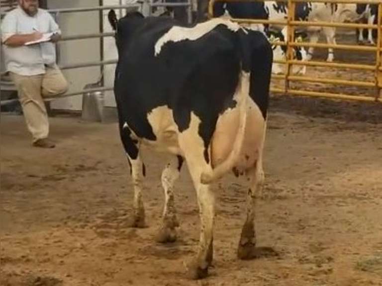 Fresh 7-13-21  Milk 104 4%F 3%P 15 SCC (K) Lact 2 Bred 9-9 To 29HO19369 305me 29805  Sire 29HO17607  Mgs 29HO14427 | 3 3 3 3 3 13  | Wide Front Teats