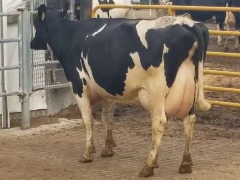 Fresh 8-16-21  Milk 88 2.5%F 2.7%P 264 SCC (K) Lact 3     305me 35029  Sire 529HO14335  Mgs 29HO14450 | 3 3 3 3 3 14  |