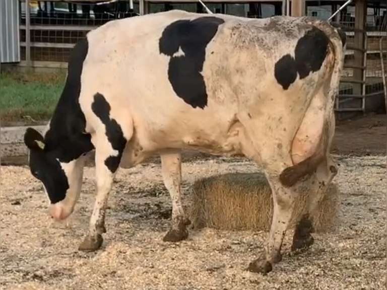 Fresh 4-3 Mkg 93# 4.1 2.7 SCC-27K 4th Lact Bred 8-20 | 3 3 3 4 2 15 Y |