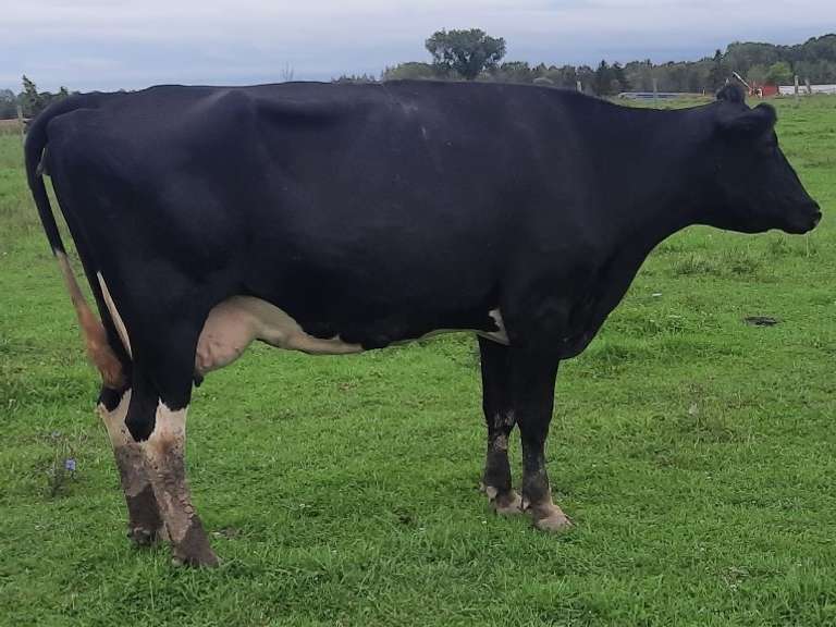 Dry & Dry Treated Due 10-7  Coming 5th Calf | 3 4 4 4 3 14 |