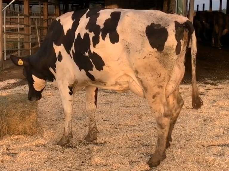 Fresh 3-26 Mkg 75# 4.0 3.0 SCC-50K 1st Lact Bred 8-17 | 5 4 4 3 2 13 Y |