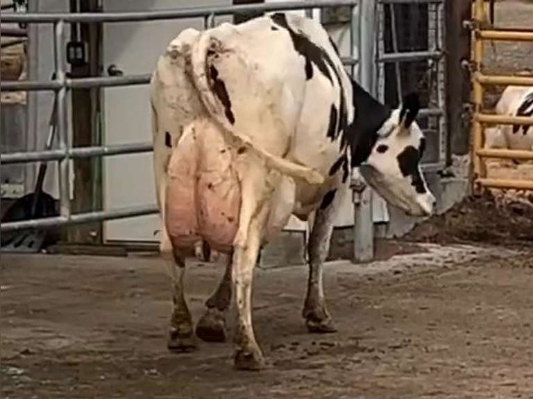Fresh 7-30-21  Milk 122 3.7%F 2.6%P 71 SCC (K) Lact 4 Bred 9-5 To 29HO19369 305me 33936  Sire 29HO14427  Mgs 29HO13366 | 4 4 4 2 2 13 Y | 4 Star Udder-Sl Wide, Lng Teat