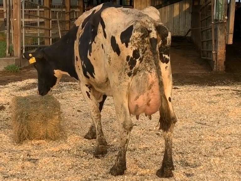 Fresh 7-1 Mkg 82# 3.2 2.6 SCC-62K 4rd Lact Bred 8-17