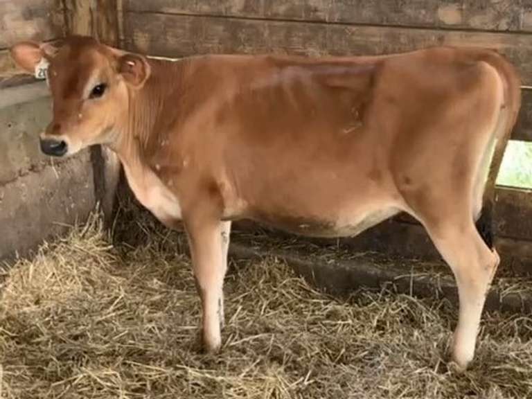 3 Jersey Open Hiefers | UPDATE #201 S: Pharoh, A2A2, Charla Family | Born 12-13-20 to 1-29-21 | Have Some Ringworm |  201  202  204