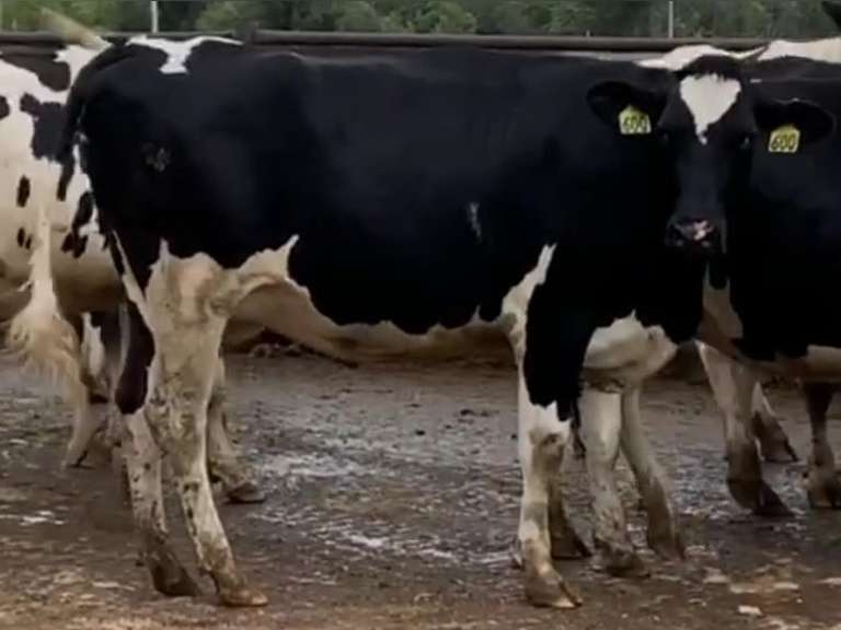 8 Heifers Due in October | pNM$ Avg 375 | Dams 305me Avg 32318# | 588 590 595 596 600 602 604 605