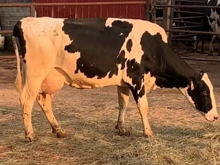 Fresh 5-24-21  Milk 104 4.4%F 2.8%P 20 SCC (K) Lact 2 Bred 9-18 To 29HO19287 305me 33395  Sire 29HO18306  Mgs 29HO13363 | 3 2 3 3 3 12 Y |