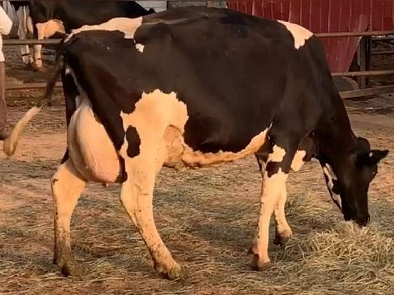 Fresh 3-27-21  Milk 124 4.6%F 3.2%P 18 SCC (K) Lact 2 Due 3-4 To 29HO19369 305me 34815  Sire 29HO18306  Mgs 29HO13363 | 3 3 3 3 3 12 Y |