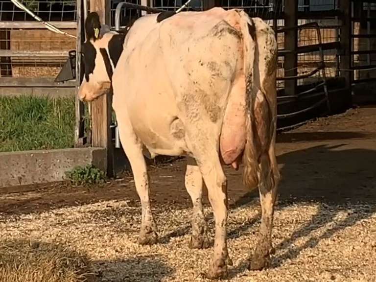UPDATE Preg Due 4-29 | Fresh 4-7 Mkg 79# 4.5 3.1 SCC-162K 2rd Lact Bred 7-22 | 4 3 3 4 2 13|