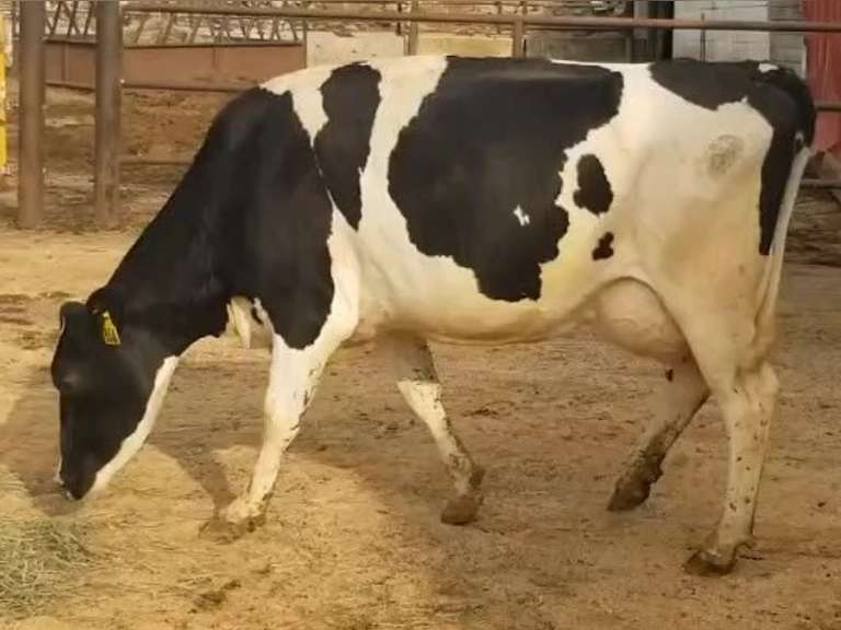 Fresh 5-17-21  Milk 96 4.1%F 3.1%P 13 SCC (K) Lact 2 Bred 8-31 To 29HO19369 305me 28823  Sire 29HO17607  Mgs 29HO14961 | 4 3 3 3 3 13  | 4 STAR Udder-Reverse Tilt