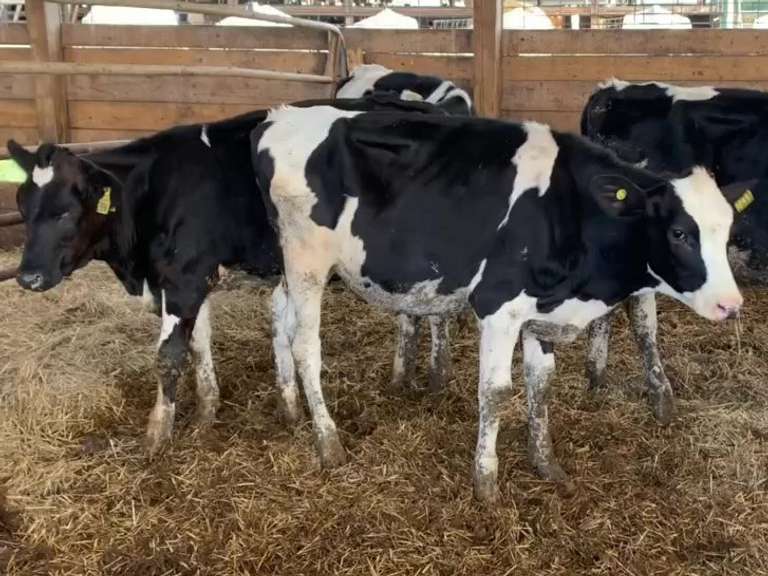 4 Holstein Open Heifers | Born 12-22-20 to 2-22-21, Est Weight 450# | 2632  2633  2634  2636