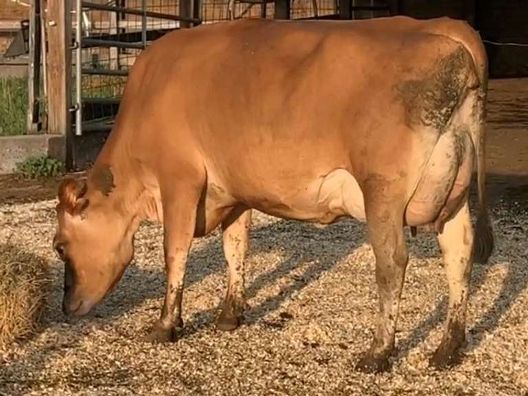 Fresh 9-27-20  Mkg 46# 4.8 3.5 SCC-13K 1st Lact Due 12-19 | 5 4 4 4 4 2 10 Y | POLLED 4 STAR