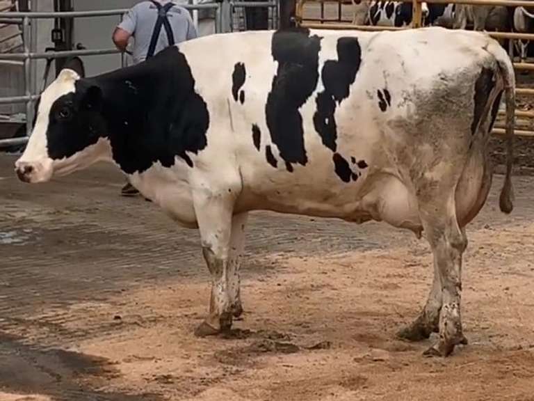 Fresh 9-9-21        Lact 2     305me 34261  Sire 29HO17516  Mgs 29HO13162 | 4 3 3 3 3 12 Y | 4 Star Udder-Wide Front Teats