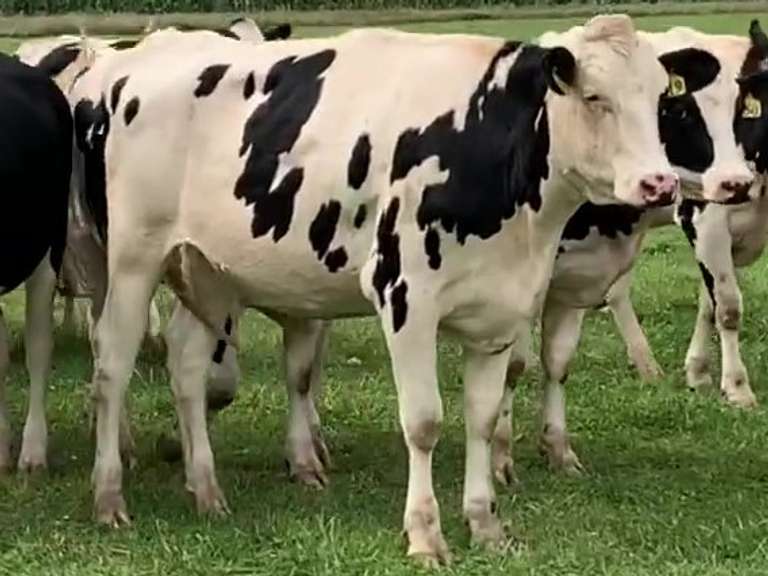 9 Heifers Due in March | pNM$ Avg 93 | Dams 305me Avg 30489# | 608 616 617 618 637 640 642 651 656