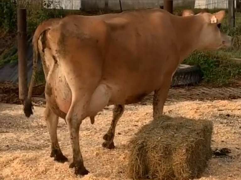Fresh 4-2 Mkg 68# 5 3.3 SCC-29K 3rd Lact Bred 8-23 | 3 3 4 3 2 10|