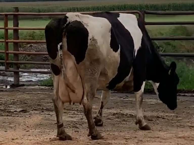 Dry & Dry Treated         Lact 6 Due 11-3 To 29HO18166 305me 33049  Sire 29HO13616  Mgs 29HO13162 | 3 2 3 4 3 15 Y | 3/4 Cow- Lf, Weak Pasterns