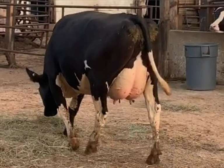 6 Preg 1st Lact Due in December | Group Avg 79# Milk 30K SCC | Top Heifer 102# | 421 431 445 459 470 487