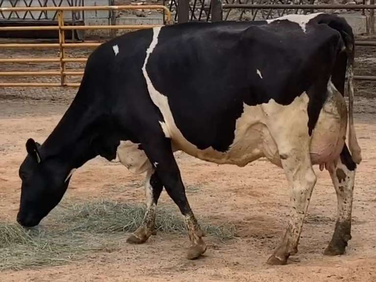 Fresh 6-15-21  Milk 100 3.7%F 3.1%P 13 SCC (K) Lact 2 Bred 9-18 To 29HO19287 305me 35606  Sire 29HO16714  Mgs 29HO13616 | 4 3 3 3 2 13 Y | Slight Reverse Tilt