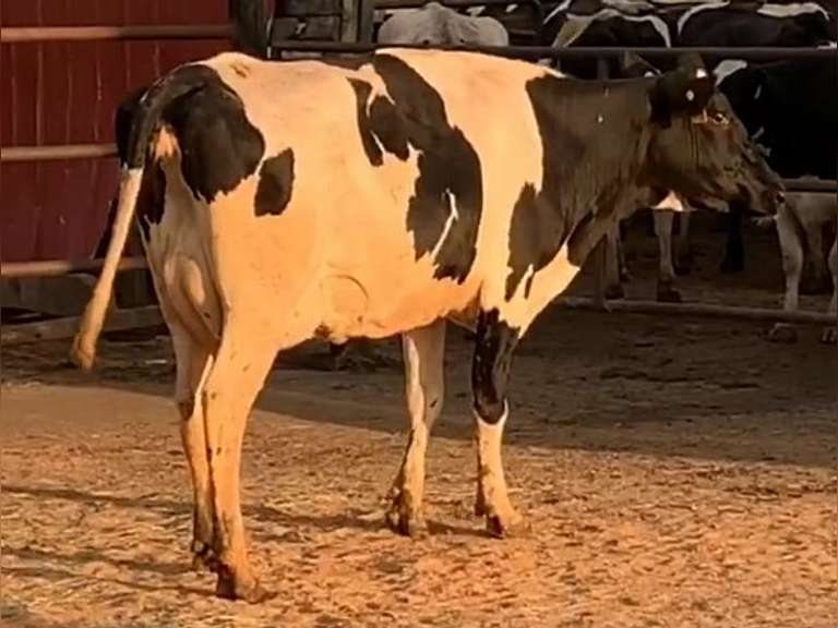 Fresh 1-14-21  Milk 32 5.4%F 3.4%P 71 SCC (K) Lact 1 Due 1-4 To 29HO18688 305me 26938  Sire 29HO16996  Mgs 29HO11614 | 3 3 3 3 3 11 Y | Small Teats