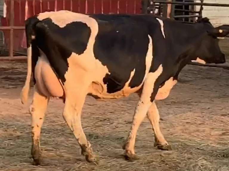 Fresh 5-26-21  Milk 72 3.9%F 3.3%P 264 SCC (K) Lact 1 Due 5-4 To 29HO19426 305me 23184  Sire 29HO18599  Mgs 529HO17648 | 4 3 4 3 3 11  | 4 STAR Udder-Slight Rev Tlt