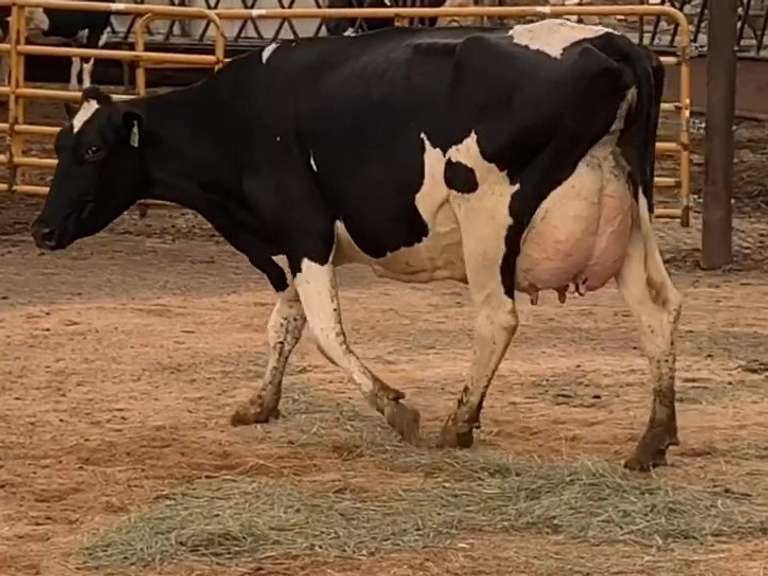 Fresh 5-18-21  Milk 82 3.8%F 3%P 71 SCC (K) Lact 2 Bred 9-12 To INFOCUS 305me 38578  Sire 29HO18139  Mgs 29HO14828 | 5 3 4 3 3 14 Y | 5 Star Udder