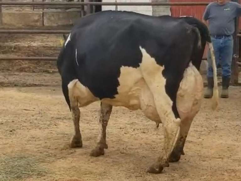 Fresh 2-27-21  Milk 102 3.6%F 3.3%P 107 SCC (K) Lact 4 Due 4-20 To INFOCUS 305me 36800  Sire 29HO13846  Mgs 29HO10681 | 3 3 3 3 2 12 Y | Wide Front Teats