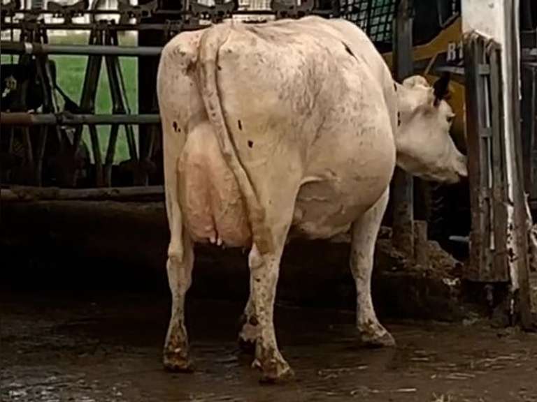 Fresh 11-20-20  Milk 52 5.1%F 3.5%P 283 SCC (K) Lact 4 Due 1-20 To 29HO19287 305me 30087  Sire 29HO14450  Mgs 529HO13219 | 4 3 3 4 5 16  | 4 STAR Udder