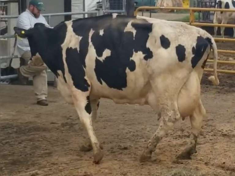 4 Fresh 4th+ Lact | Group Avg 81# Milk 101K SCC | Fresh 7-1 to 9-9, 2 Serviced | Top Cow 96# | #1653 Bred 9-25 29H19426 | 18 59 61 1653