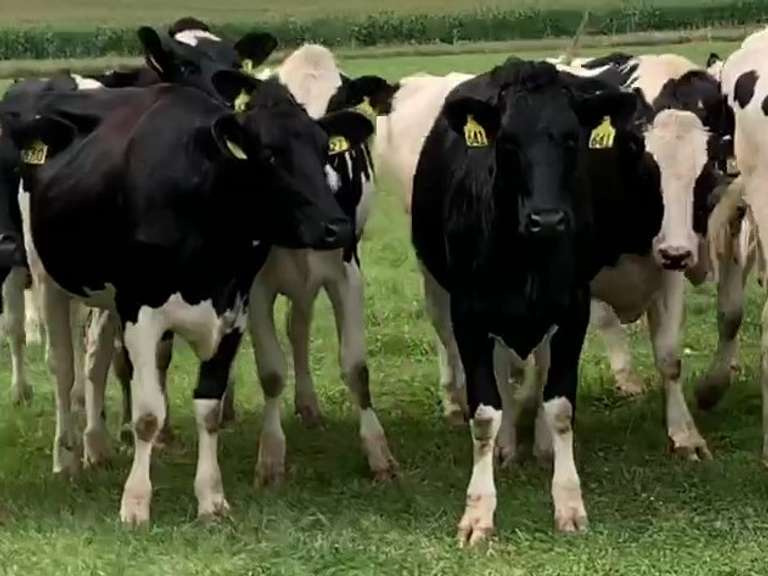5 Heifers Due in April | pNM$ Avg 439 | Dams 305me Avg 32567# | 630 639 648 652 660