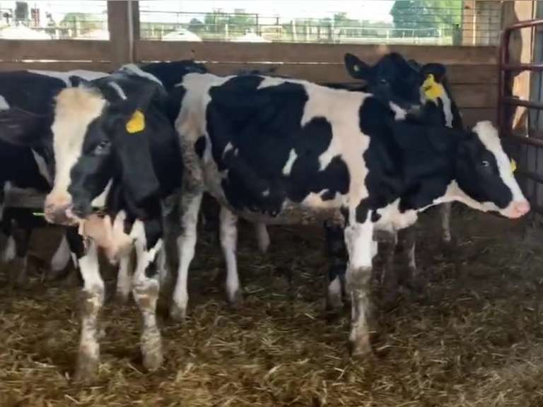 7 Holstein Open Heifers | Born 10-17-20  to 12-18-20 , Est Weight 550# | 2625 2626  2627  2628  2629  2630  2631