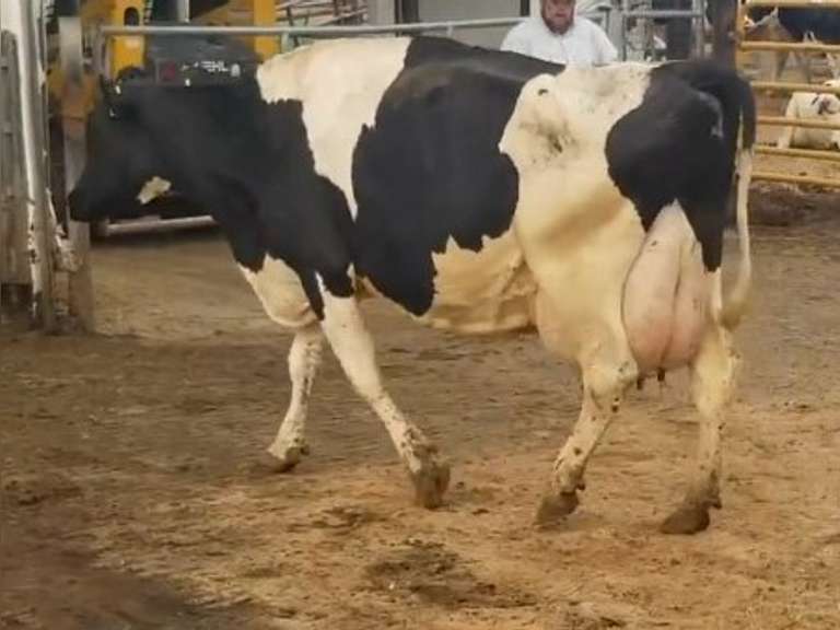 Fresh 7-3-21  Milk 180 2.5%F 2.6%P 71 SCC (K) Lact 4 Bred 8-25 To INFOCUS 305me 33661  Sire 29HO14311  Mgs 29HO13070 | 2 3 3 3 2 12  | Imabalanced