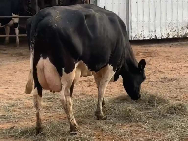 Fresh 8-27-21  Milk 72 3.8%F 3.4%P 246 SCC (K) Lact 3     305me 25843  Sire 29HO16593  Mgs 529HO16336 | 3 3 3 2 3 11 Y |