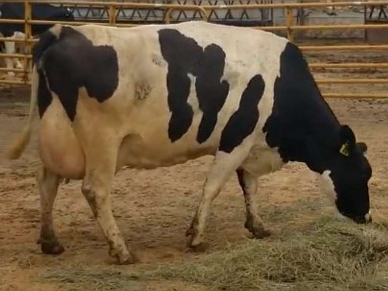 5 Fresh 4th+ Lact | Group Avg 112# Milk 75K SCC | Fresh 6-26 to 8-20, 5 Serviced | Top Cow 132#-All 100#+ | 19 23 29 1699 1966 1989