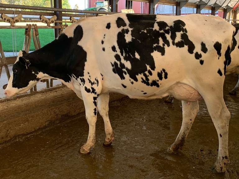 Fresh 4-4-21  Milk 60 4.2%F 2.8%P 47 SCC (K) Lact 1 Due 3-22 To 29HO19426 305me 24040  Sire 29HO17503  Mgs 529HO14180 | 3 4 3 4 3 12 N | Light Left Rear. 409
