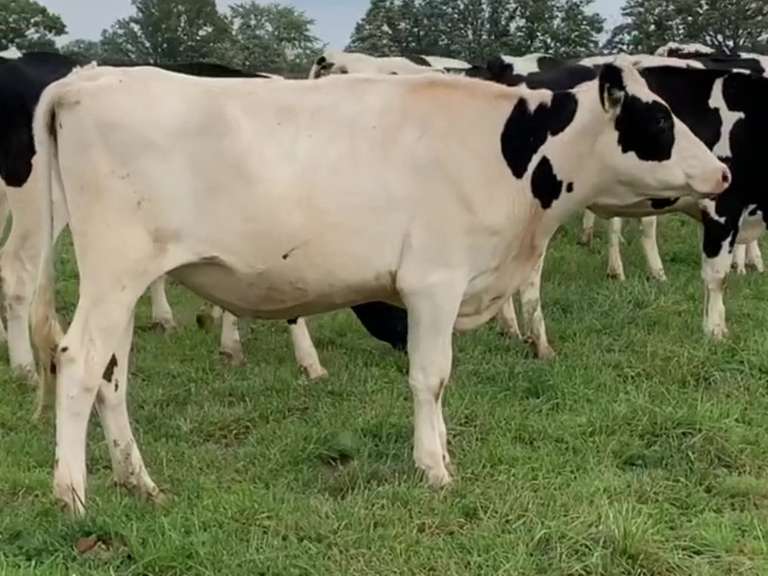 3 Heifers Due in May | pNM$ Avg 290 | Dams 305me Avg 31228# | This group will be preg checked by sale day | 619 650 653