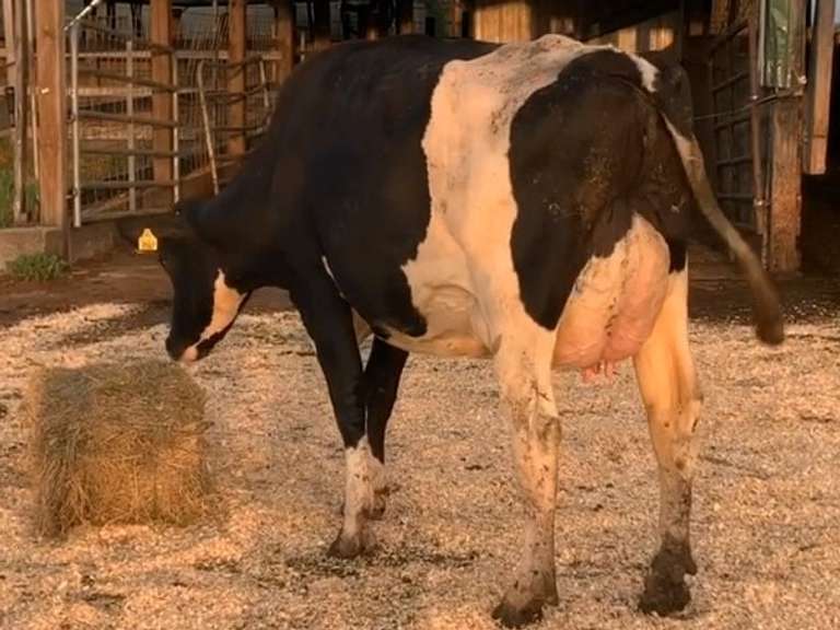 UPDATE Preg Due 4-21 | Fresh 3-29 Mkg 57# 3.4 3 SCC-246K Bred 7-14 1st Lact | 5 3 4 3 2 12 Y |Wart-LR