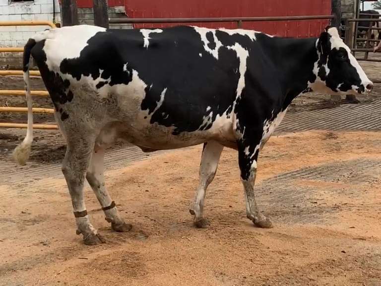 Dry & Dry Treated 9-22-21        Lact 2     305me 34063  Sire 29HO18139  Mgs 29HO16017 | 4 3 3 3 3 12 ? | 4 STAR Udder
