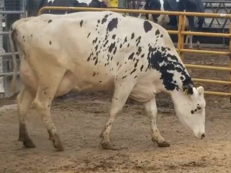 Fresh 3-1-21  Milk 84 4.2%F 3.3%P 373 SCC (K) Lact 2 Bred 9-6 To 29HO18508 305me 35286  Sire 29HO17516  Mgs 29HO13363 | 3 3 4 4 3 14 Y |