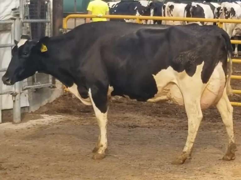 UPDATE Bred 9-29 | Fresh 12-4-20  Milk 112 3.6%F 3.2%P 100 SCC (K) Lact 2     305me 40522  Sire 29HO16532  Mgs 29HO13387 | 5 2 3 3 3 12  | 5 Star Udder